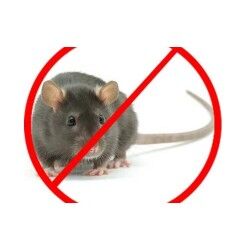 خدمات القضاء على الفئران من شركة اللمسة الفريدة للتنظيف ومكافحة الحشرات